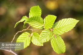 Attēlu rezultāti vaicājumam “Carpinus betulus leaf”