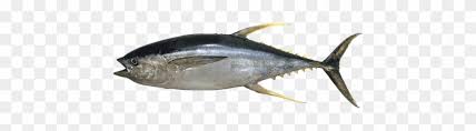 Image result for Thunnus albacares