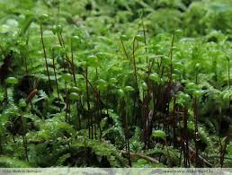 Attēlu rezultāti vaicājumam “Sciuro-hypnum curtum”