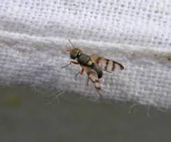 Attēlu rezultāti vaicājumam “Urophora jaceana”