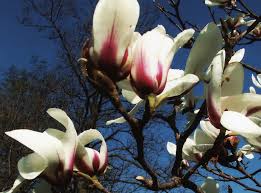 Attēlu rezultāti vaicājumam “Magnolia cylindrica”