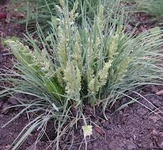 Attēlu rezultāti vaicājumam “Koeleria glauca leaf”