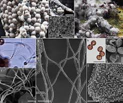 Attēlu rezultāti vaicājumam “Lycogala alisaulianovae”