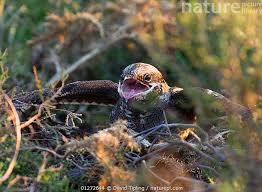 Attēlu rezultāti vaicājumam “Caprimulgus europaeus nest”