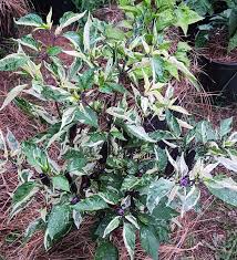 Afbeeldingsresultaat voor biker billy jalapeno hot pepper