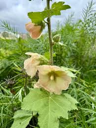 Image result for Alcea rugosa