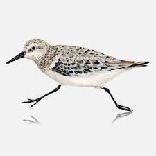 Attēlu rezultāti vaicājumam “Calidris alba”