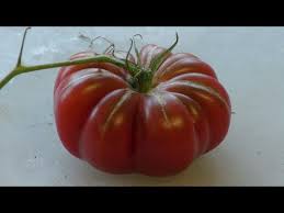 Afbeeldingsresultaat voor purple calabash tomato