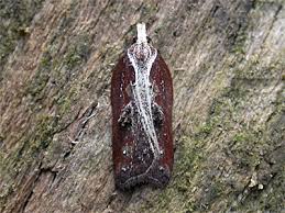 Attēlu rezultāti vaicājumam “Acleris cristana”