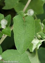 Attēlu rezultāti vaicājumam “Arctium tomentosum leaf”