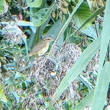 Image result for Phylloscopus schwarzi