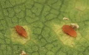 Attēlu rezultāti vaicājumam “Crambus heringiellus”