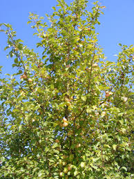 Attēlu rezultāti vaicājumam “Malus”