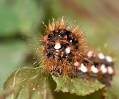 Attēlu rezultāti vaicājumam “Acronicta rumicis”