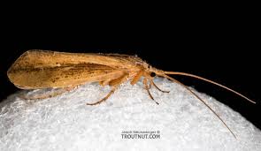 Attēlu rezultāti vaicājumam “Trichoptera egg mass”