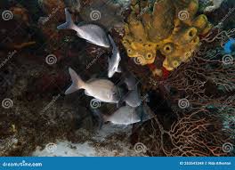 Image result for Haemulon album