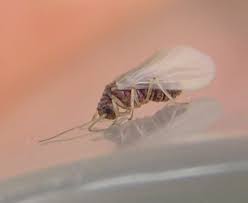 Attēlu rezultāti vaicājumam “Coniopterygidae”