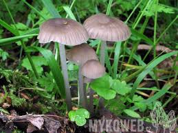 Attēlu rezultāti vaicājumam “Mycena abramsii”