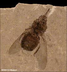 Attēlu rezultāti vaicājumam “Sericomyia sp.”