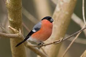 Attēlu rezultāti vaicājumam “Pyrrhula pyrrhula”