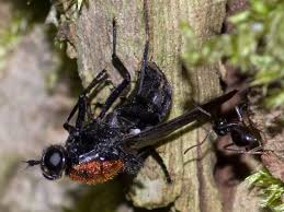 Attēlu rezultāti vaicājumam “Clitellaria ephippium”