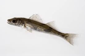 Image result for Sander canadensis