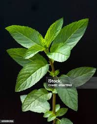 Attēlu rezultāti vaicājumam “Mentha x piperita leaf”