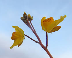 Attēlu rezultāti vaicājumam “Oenothera rubricauli flower”