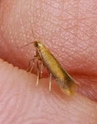 Attēlu rezultāti vaicājumam “Tischeriidae”