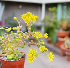 Image result for Aichryson