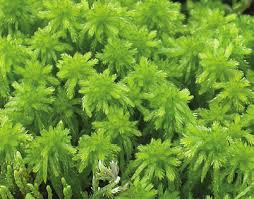 Attēlu rezultāti vaicājumam “Sphagnum riparium”