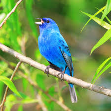 Image result for Passerina cyanea