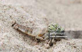 Attēlu rezultāti vaicājumam “Gomphus flavipes”