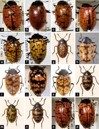 Attēlu rezultāti vaicājumam “Erotylidae”