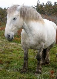 Attēlu rezultāti vaicājumam “Equus ferus caballus”