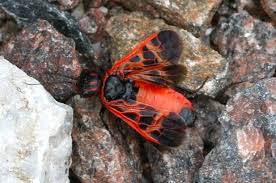 Attēlu rezultāti vaicājumam “Caenolyda reticulata”