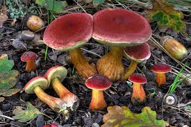 Attēlu rezultāti vaicājumam “Xerocomus rubellus”