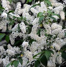 Attēlu rezultāti vaicājumam “Prunus padus var. roseiflora flower”