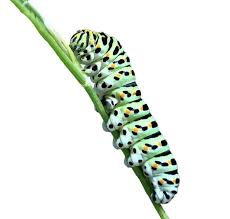 Attēlu rezultāti vaicājumam “Papilio machaon larva”