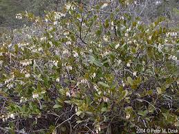 Attēlu rezultāti vaicājumam “Chamaedaphne calyculata”