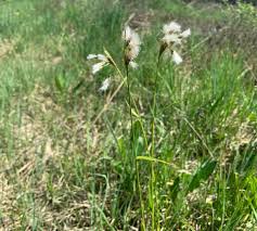 Attēlu rezultāti vaicājumam “Eriophorum latifolium leaf”