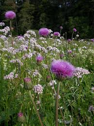 Attēlu rezultāti vaicājumam “Cirsium heterophyllum”