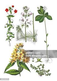 Attēlu rezultāti vaicājumam “Hottonia palustris leaf”