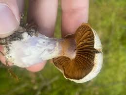 Attēlu rezultāti vaicājumam “Cortinarius traganus”