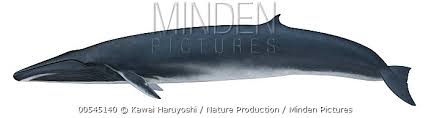 Image result for Balaenoptera omurai