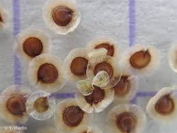 Attēlu rezultāti vaicājumam “Spergula morisonii”