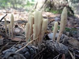 Attēlu rezultāti vaicājumam “Clavariadelphus ligula”