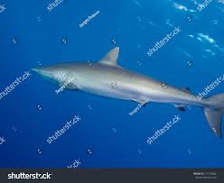 Image result for Carcharhinus falciformis
