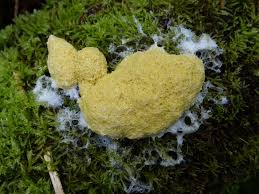 Attēlu rezultāti vaicājumam “Fuligo septica var. septica”