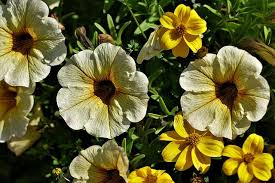 Image result for Petunie